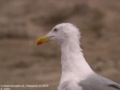 Goéland leucophée, Larus michahellis