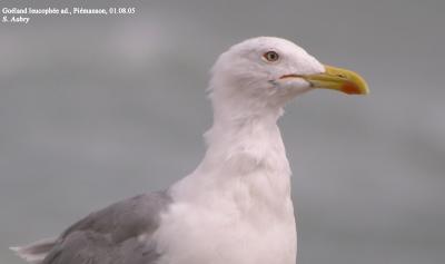 Goéland leucophée, Larus michahellis