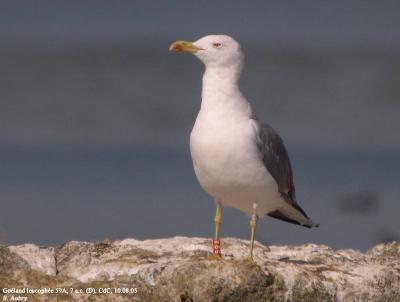 Goéland leucophée, Larus michahellis