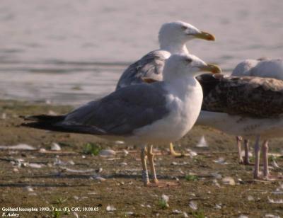 Goéland leucophée, Larus michahellis