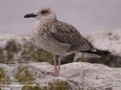 Goéland leucophée, Larus michahellis