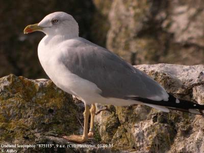 Goéland leucophée, Larus michahellis