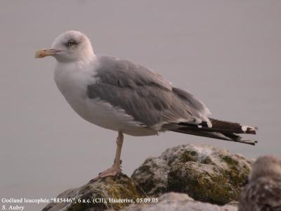 Goéland leucophée, Larus michahellis