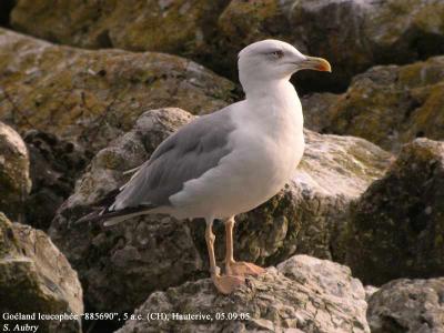 Goéland leucophée, Larus michahellis