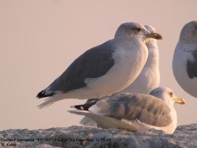 Goéland leucophée, Larus michahellis