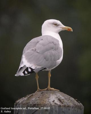 Goéland leucophée, Larus michahellis