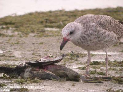 Goéland leucophée, Larus michahellis