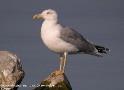 Goéland leucophée, Larus michahellis