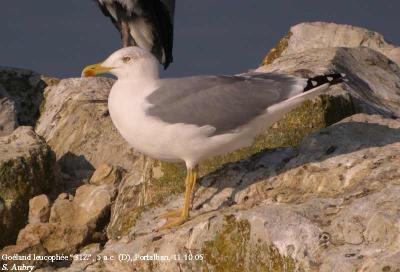 Goéland leucophée, Larus michahellis