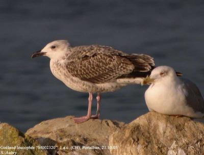 Goéland leucophée, Larus michahellis