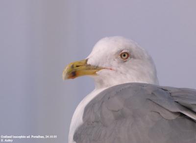 Goéland leucophée, Larus michahellis