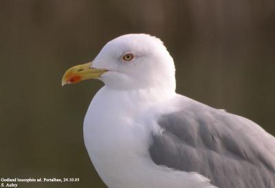 Goéland leucophée, Larus michahellis