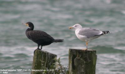 Goéland leucophée, Larus michahellis
