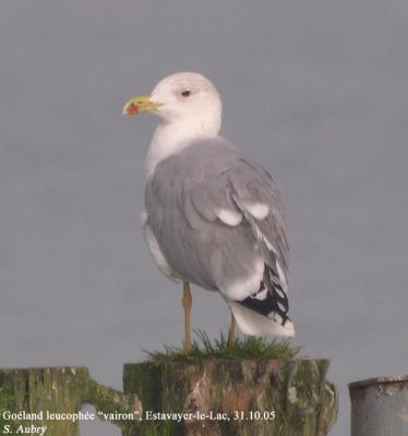 Goéland leucophée, Larus michahellis