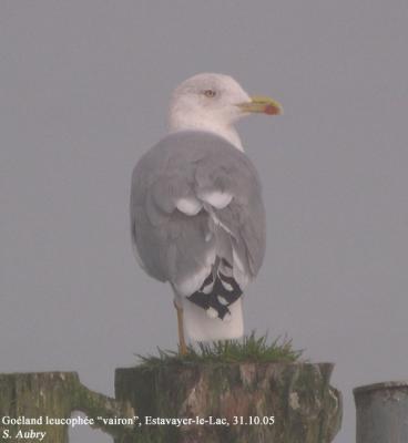 Goéland leucophée, Larus michahellis