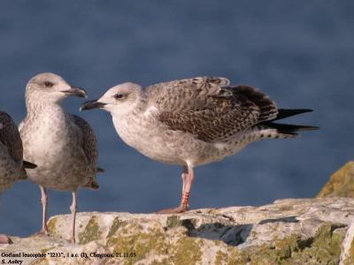 Goéland leucophée, Larus michahellis