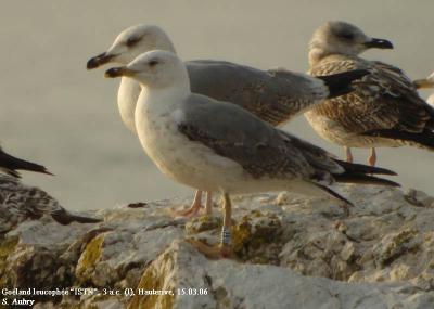 Goéland leucophée, Larus michahellis