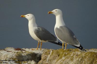 Goéland leucophée, Larus michahellis