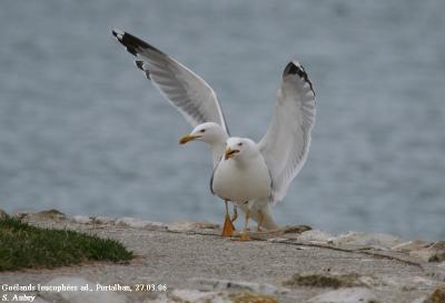 Goéland leucophée, Larus michahellis