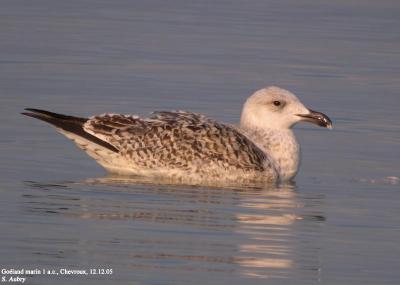 Goland marin, Larus marinus