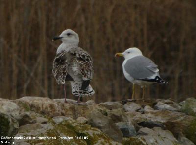 Goland marin, Larus marinus