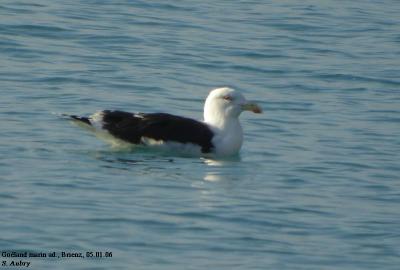 g3/09/645509/3/58856062.marinus21.jpg