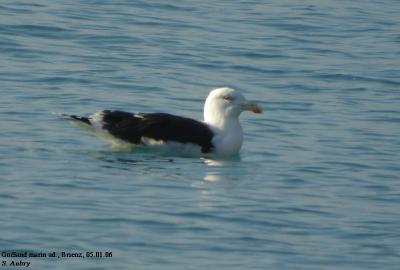 Goland marin, Larus marinus