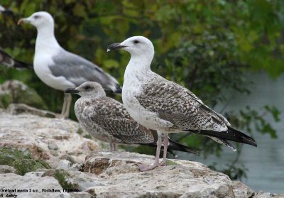 Goland marin, Larus marinus