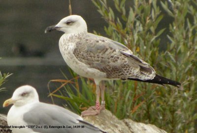 Goland leucophe, Larus michahellis