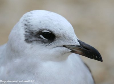 Mouette mélanocéphale, Larus melanocephalus
