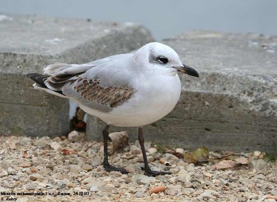 Mouette mélanocéphale, Larus melanocephalus