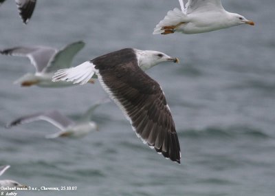 Goéland marin, Larus marinus