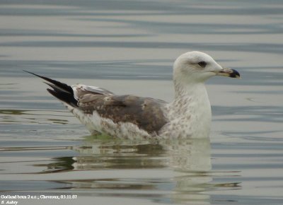 Goland brun, Larus fuscus