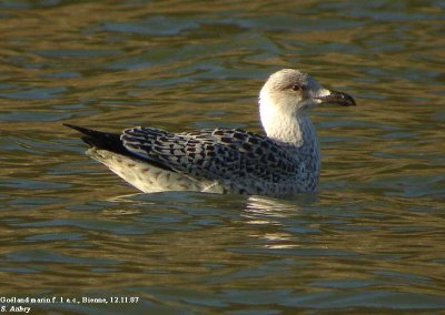 Goland marin, Larus marinus