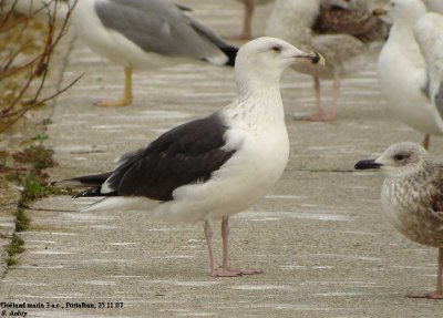 Goéland marin, Larus marinus