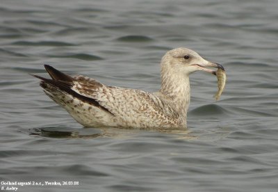 Goéland argenté, Larus argentatus argentatus