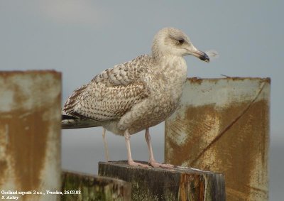 Goland argent, Larus argentatus argentatus