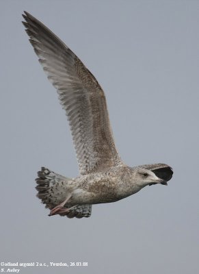 Goéland argenté, Larus argentatus argentatus