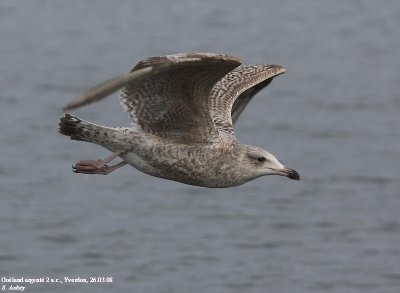Goéland argenté, Larus argentatus argentatus
