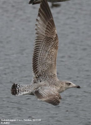 Goéland argenté, Larus argentatus argentatus
