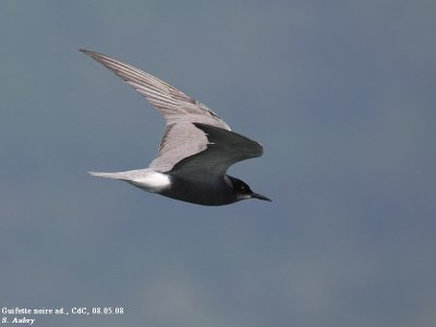 Guifette noire, Chlidonias niger