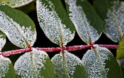 _MG_8667 frosty garden.jpg