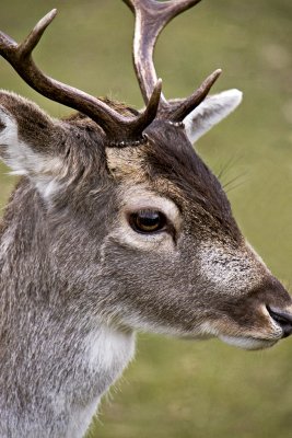 _MG_8876 knole.jpg