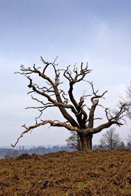 _MG_8896 knole.jpg