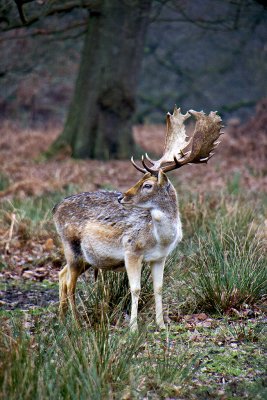 _MG_8900 knole.jpg