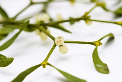 _MG_8915 mistletoe.jpg