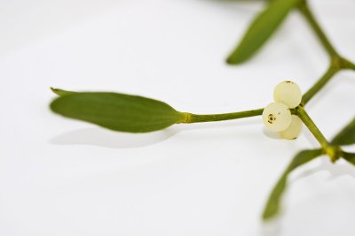 _MG_8933 mistletoe.jpg