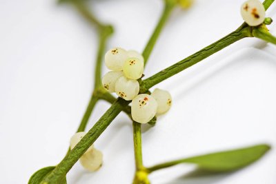 _MG_8937 mistletoe.jpg