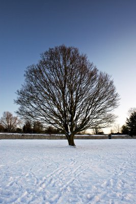 _MG_3539 knole.jpg