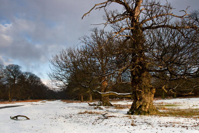 wintery knole